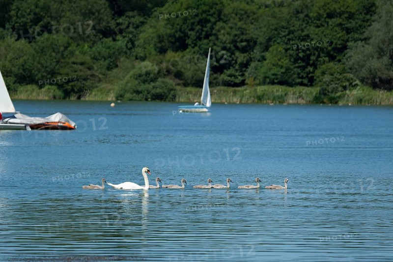 Mute swan (Cygnus olor) adult bird with seven juvenile cygnets swimming on a lake, Suffolk, England, United Kingdom, Europe