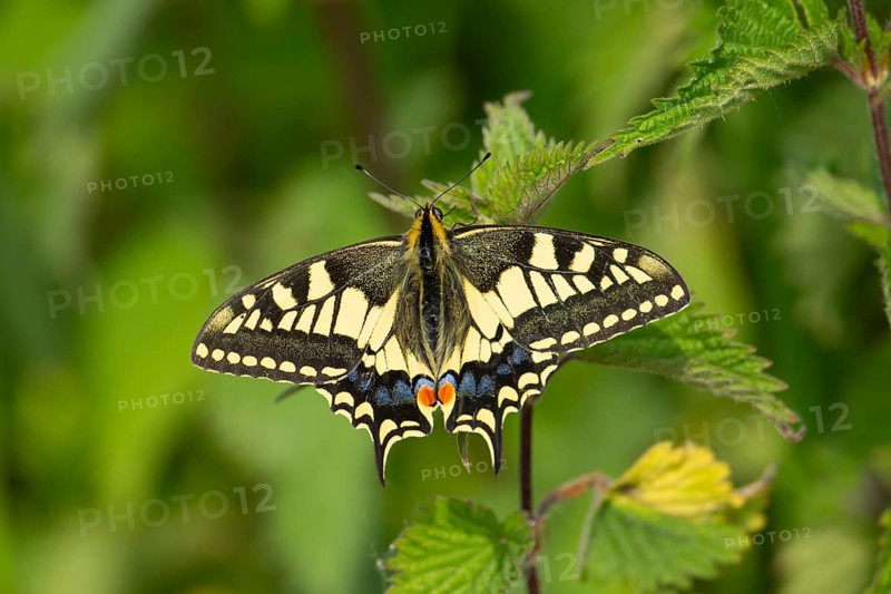 English swallowtail butterfly (Papilio machaon) adult resting on a Stinging nettle (Urtica dioica) leaf, Norfolk, England, United Kingdom, Europe