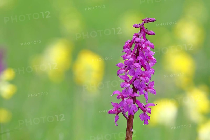 Man's orchid (Orchis mascula), inflorescence in a meadow with common cowslip (Primula veris), Hesse, Germany, Europe