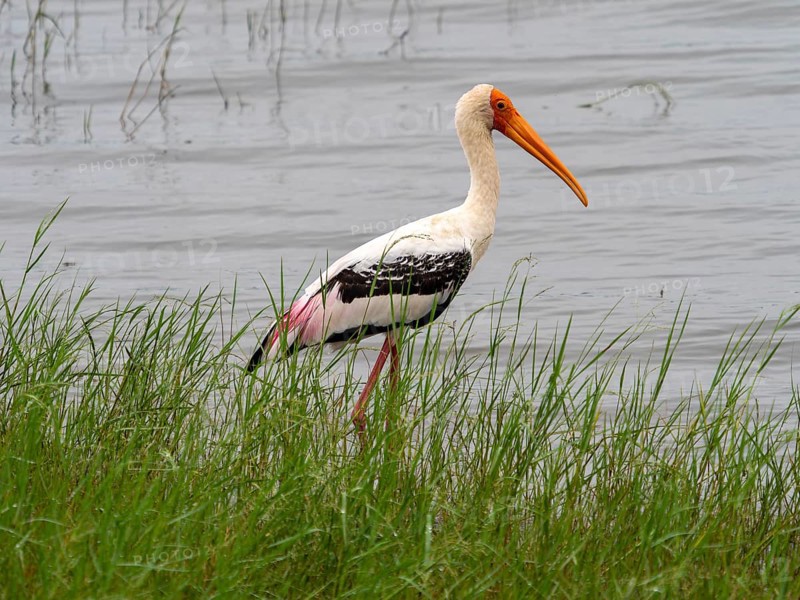 Painted stork (Mycteria leucocephala) of the genus Nimmersatt, Minneriya National Park, Sri Lanka, Asia