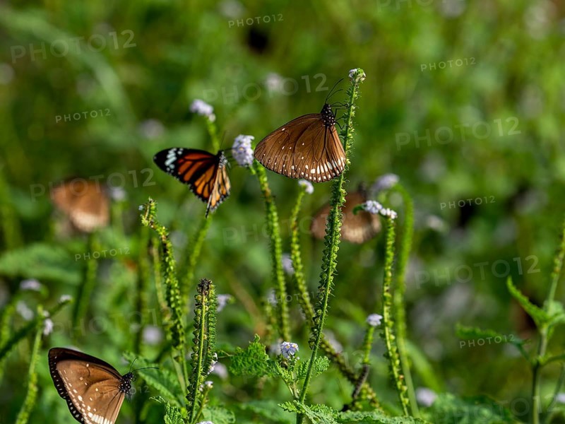 Swarm Euploekern or common Indian crow butterfly (sensu stricto), Sri Lanka, Asia