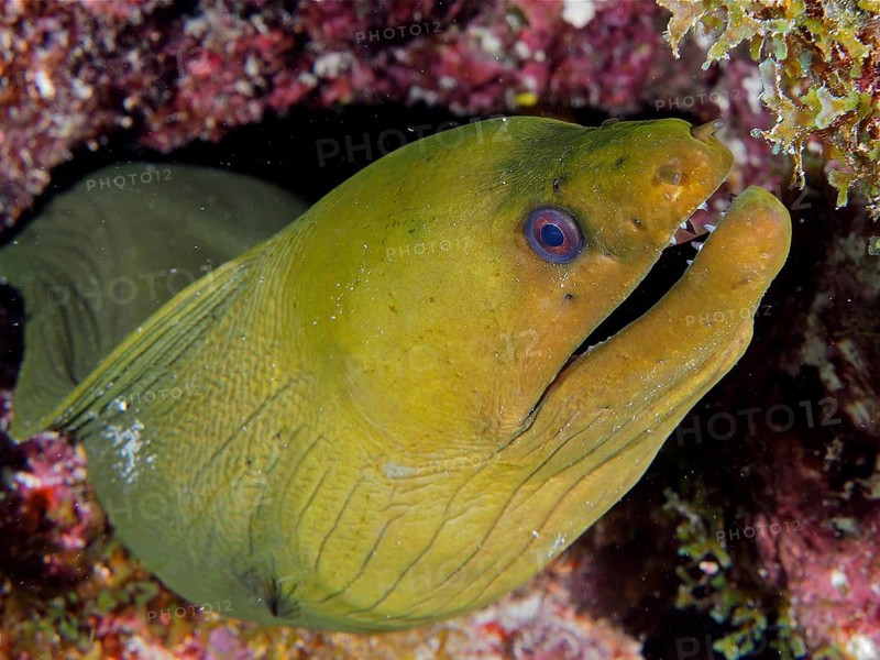 Close-up of green moray (Gymnothorax funebris), dive site John Pennekamp Coral Reef State Park, Key Largo, Florida Keys, Florida, USA, North America
