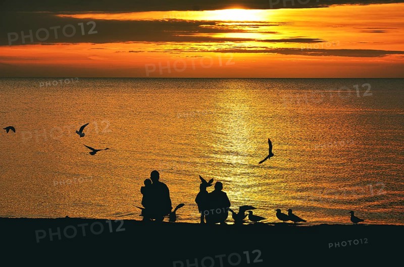Family (silhouettes) feeding seagulls in the sunrise, Baltic Sea, Schleswig-Holstein, Germany, Europe