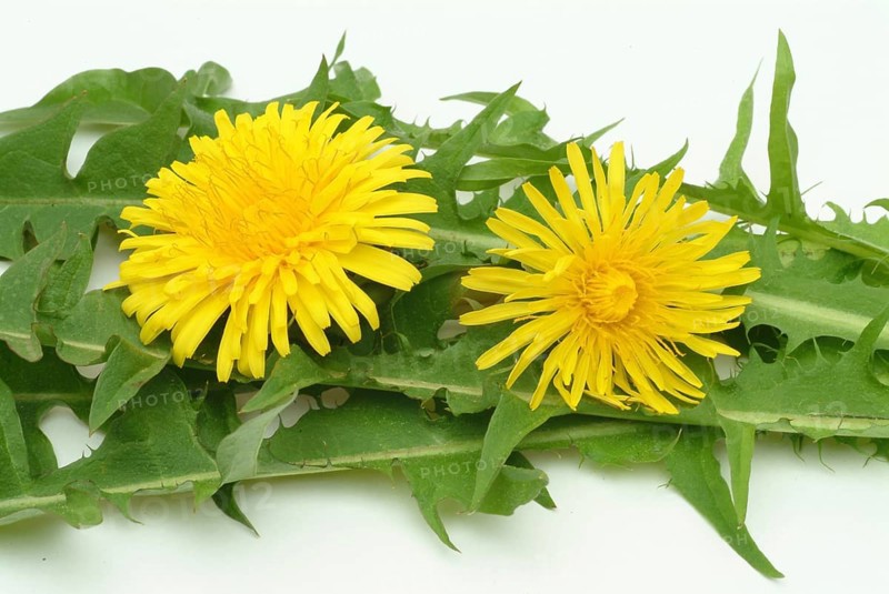 Common dandelion (Taraxacum) Ruderalia, Taraxacum officinale, medicinal plant, the most important active substances of the dandelion are the bitter substances