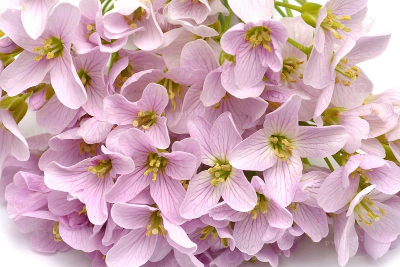 Flowers of the cuckoo flower (Cardamine pratensis), medicinal plant, contains mustard oil glycosides, bitter substances and vitamin C as ingredients
