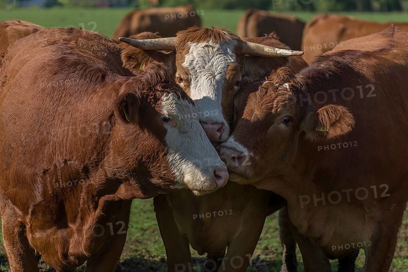 Buntscheck cows on pasture, Franconia, Bavaria, Germany, Europe