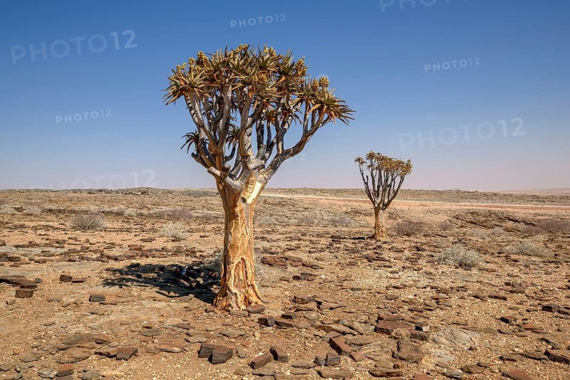 Quiver trees (Aloe dichotoma) in desert landscape, near Kuiseb-Canyon, Erongo region, Namibia, Africa