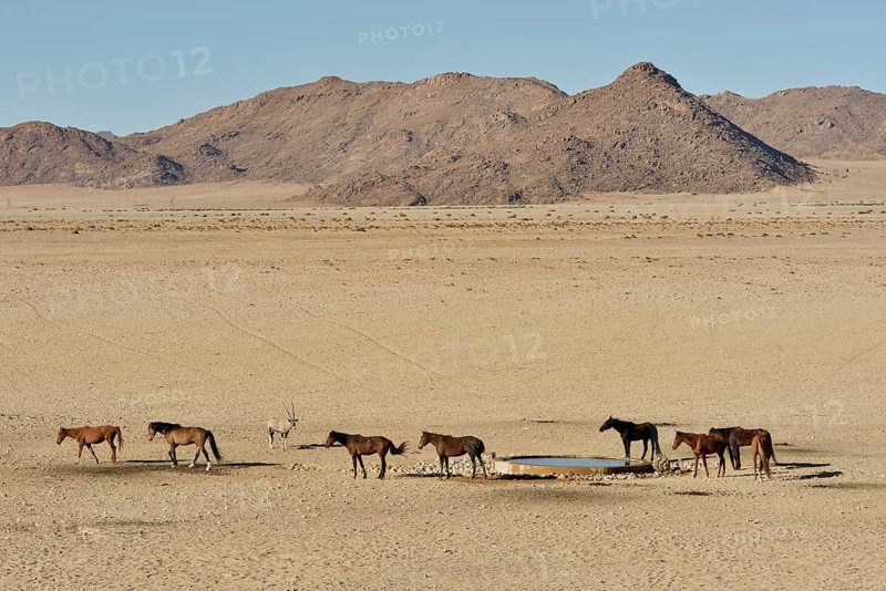 Desert Horses, Namib desert horses (Equus ferus) at the waterhole of Garub, near Aus, Karas Region, Namibia, Africa