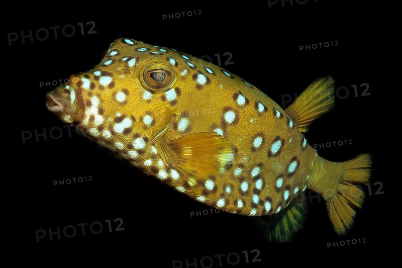 Yellow boxfish (Ostracion cubicus), Cube boxfish, Common boxfish, Red Sea, Dahab, Sinai, Egypt, Africa