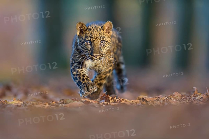 Indian leopard (Panthera pardus fusca), young animal running in forest