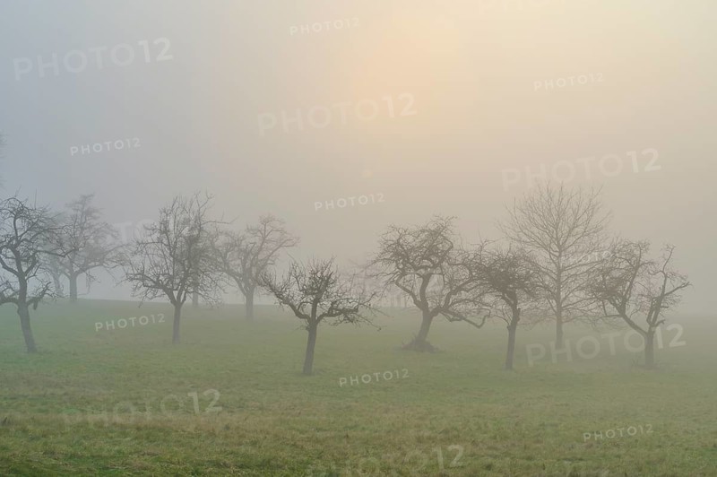 Meadow with fruit trees in the fog, Mönchberg, Spessart, Bavaria, Germany, Europe