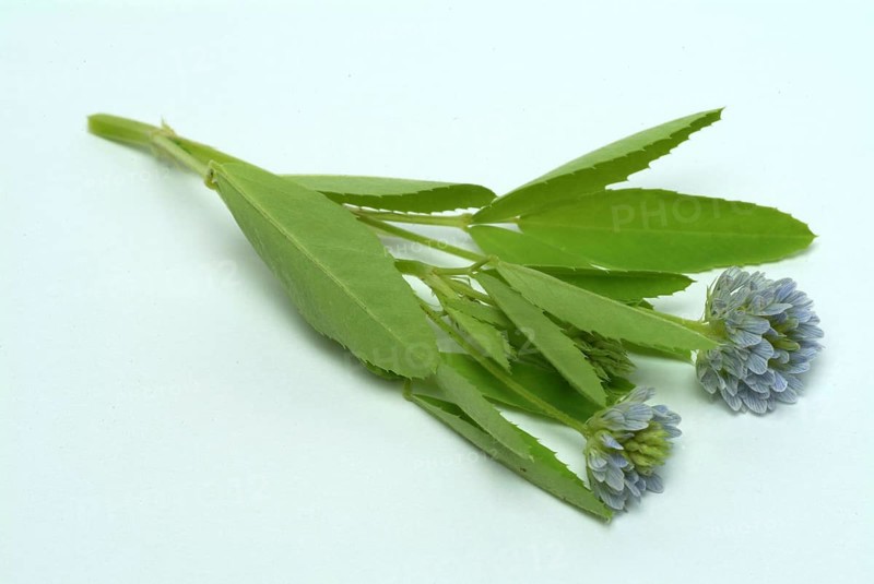 Flower of blue fenugreek, blue fenugreek, Trigonella caerulea, Meliotus coerulea, spice and medicinal plant