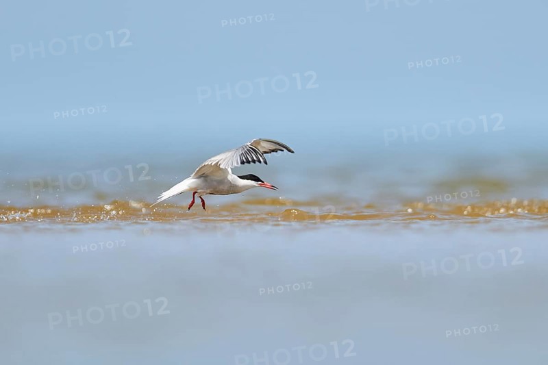 Elegant tern (Thalasseus elegans) flying in the sky above the sea, hunting, ebro delta, Catalonia, Spain, Europe