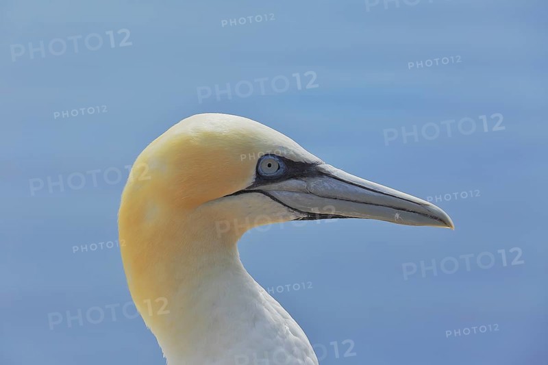 Northern gannet (Morus bassanus), animal portrait, side shot Lummenfelsen, Helgoland Island, Germany, Europe