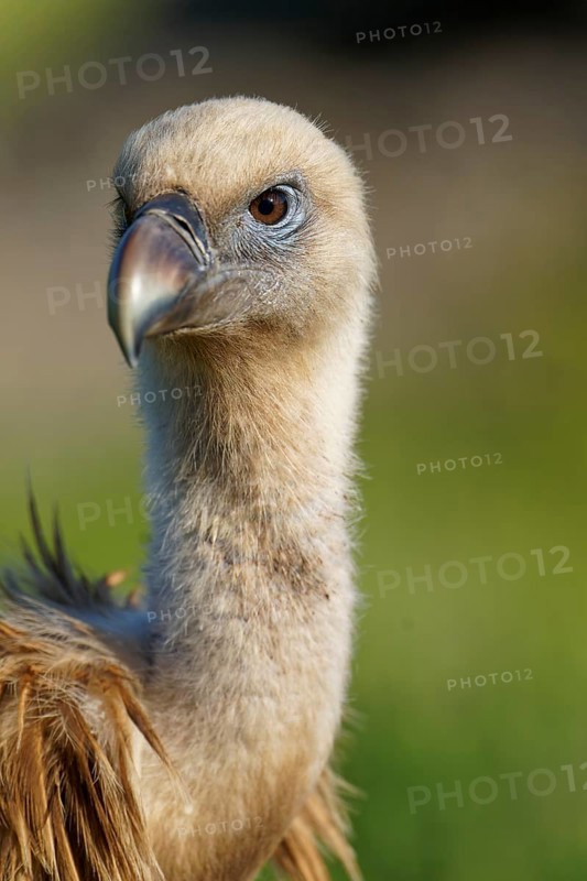 Griffon Vulture (Gyps fulvus) portrait, Castilla-La Mancha, Spain, Europe