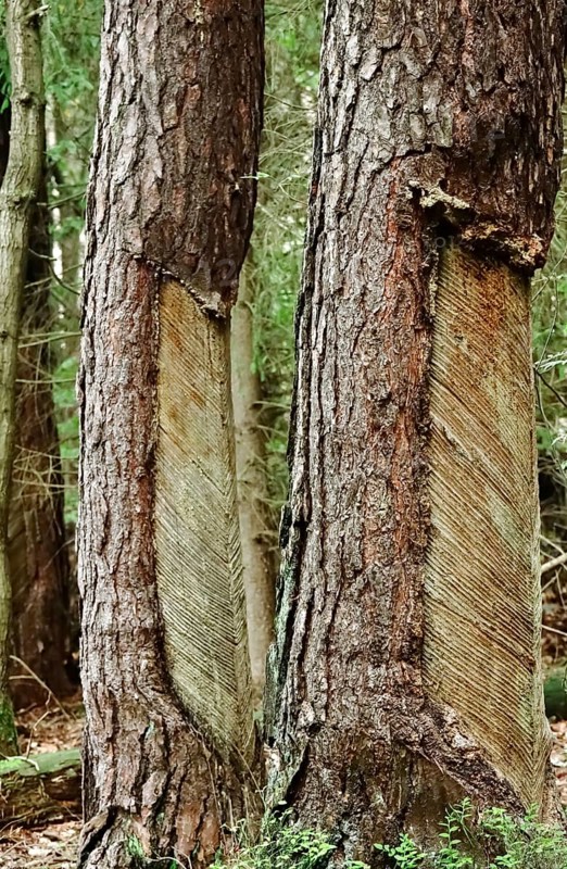 Tree resin extraction, forest, Germany, Europe