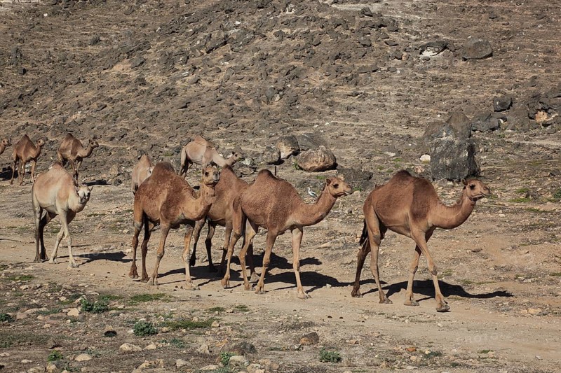 Camel herd in the Dhofar area, Jabal al Qamar, Southern Oman