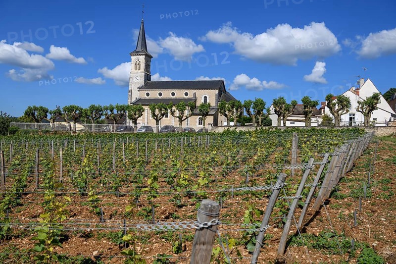 Vines in front of the Saint-Médard church, Aloxe-Corton, Route des Grands-Grus, Fine Wine Route, Côte-d'Or department, Burgundy, France, Europe