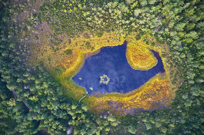 Small moorland lake with deep blue water and yellow shore vegetation photographed deep in the forest from above, drone photography, Chiemgau, Bavaria, Germany, Europe