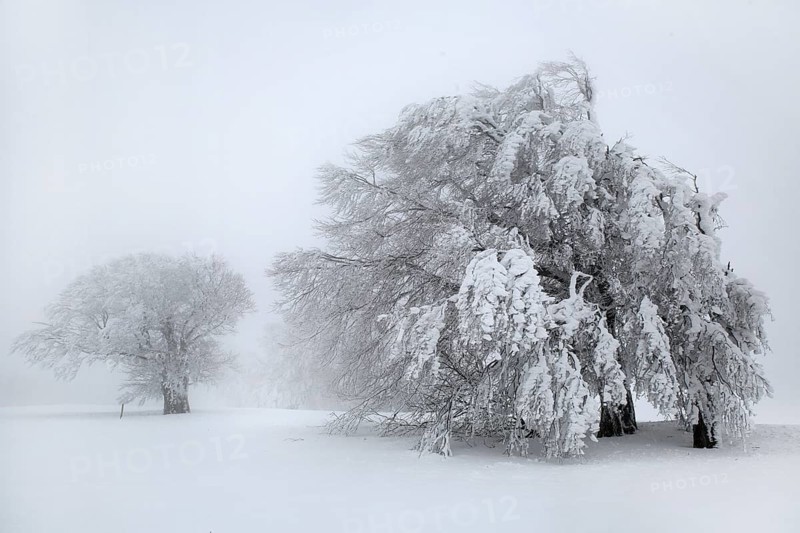 Old trees overloaded with snow, bending under snow load, driving snow, high key, white, Black Forest, Baden-Württemberg, Germany, Europe