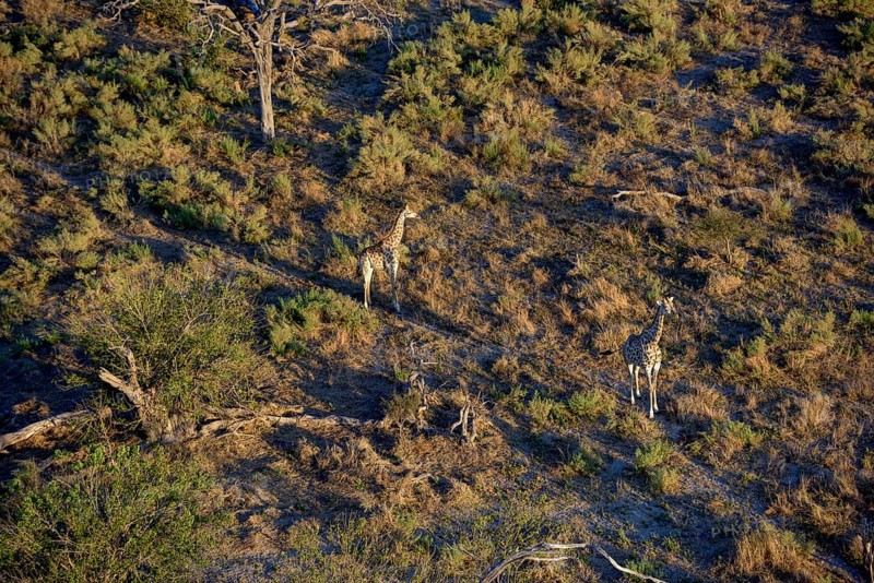 Southern giraffes (Giraffa camelopardalis giraffa), Aerial view, Gomoti Plains, Okavango Delta, Botswana, Africa