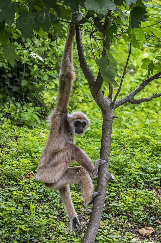 Lar gibbon, white-handed gibbon (Hylobates lar) climbing in tree, native to Indonesia, Laos, Malaysia, Myanmar and Thailand, Asia