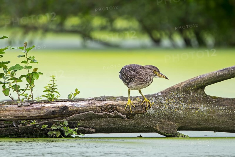 Black-crowned night-heron, black-capped night-heron (Nycticorax nycticorax) juvenile resting on fallen tree trunk in water of pond in summer