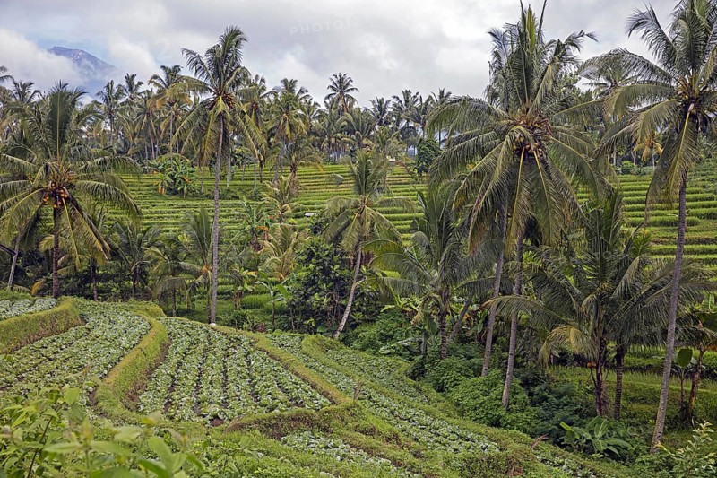 Coconut trees and cabbages grown on terraces on the mountain slopes of the Rinjani volcano on the island Lombok, Indonesia, Asia