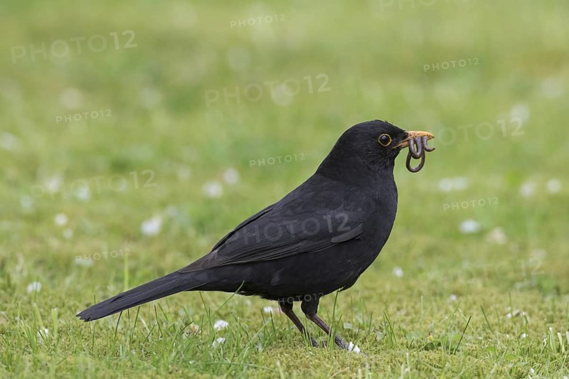 Eurasian blackbird (Turdus merula), common blackbird male with caught earthworm prey in beak on lawn in garden