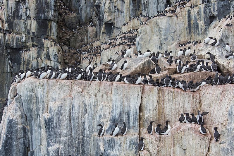 Alkefjellet, sea cliff housing seabird colony of thick-billed murres (Uria lomvia), Brünnich's guillemots at Hinlopenstretet, Svalbard, Norway, Europe