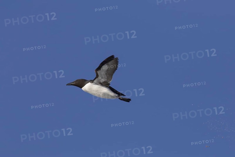 Thick-billed murre (Uria lomvia), Brünnich's guillemot in flight against blue sky, native to the sub-polar regions of the Northern Hemisphere
