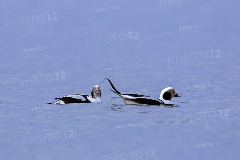 Two long-tailed ducks (Clangula hyemalis) males swimming in sea in winter