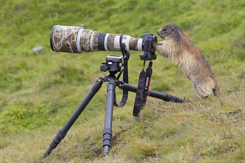 Curious Alpine marmot (Marmota marmota) behind wildlife photographer's Canon camera with large telephoto lens mounted on tripod