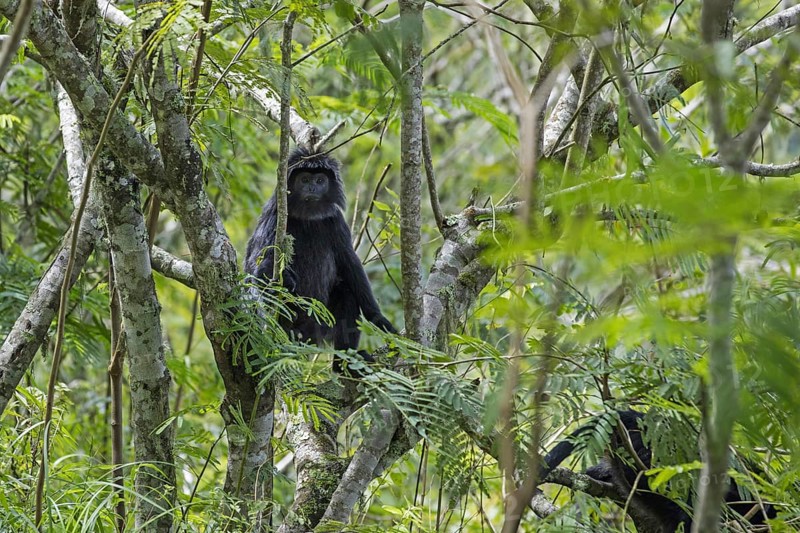 Javan lutung (Trachypithecus auratus) Javan langur in tree in tropical rainforest on the slopes of the Rinjani volcano, island Lombok, Indonesia, Asia
