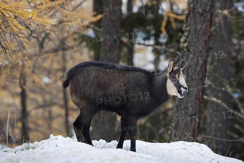 Chamois (Rupicapra rupicapra) calling in larch forest (Larix decidua) in the snow in autumn, Gran Paradiso National Park, Italy, Europe