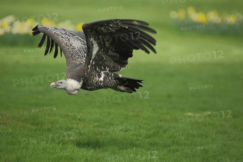 White-backed vulture (Gyps africanus), flight, ground, lesser griffon vulture, griffon vulture, old world vulture (Aegypiinae), vultures, goshawk-like, Accipitridae, raptors, birds of prey (falconiformes), raptors, bird, animal, vertebrate, captive