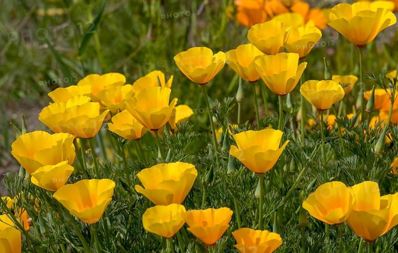 California poppy (Eschscholzia californica), california poppy, dormouse poppy or gold poppy, North Rhine-Westphalia, Germany, Europe