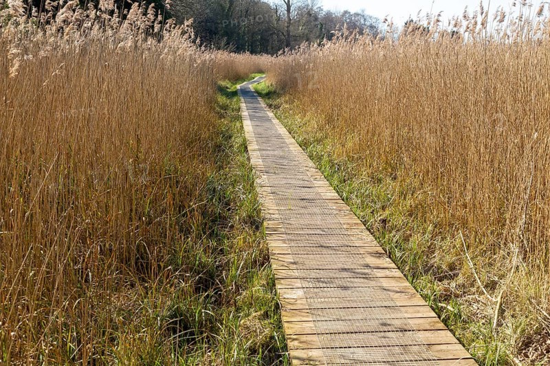 Boardwalk in reedbed, Norfolk Reed or Common Reed (Phragmites australis), Bromeswell, Suffolk, England, UK