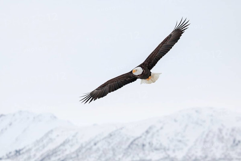 Bald Eagle (Haliaeetus leucocephalus), Bald Eagle, Homer, Kenai Peninsula, Alaska, USA, North America
