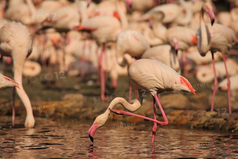 Cuban flamingo, troop, group, leg, head, plumage care, standing, water, american flamingo (Phoenicopterus ruber), Phoenicopterus, Phoenicopteridae, flamingo, flamingos (Phoenicopteriformes), bird, animal, vertebrate, captive