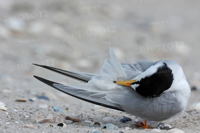 Little Tern (Sternula albifrons), grooming its feathers on the beach, Lower Saxony Wadden Sea National Park, East Frisian Islands, Lower Saxony, Germany, Europe