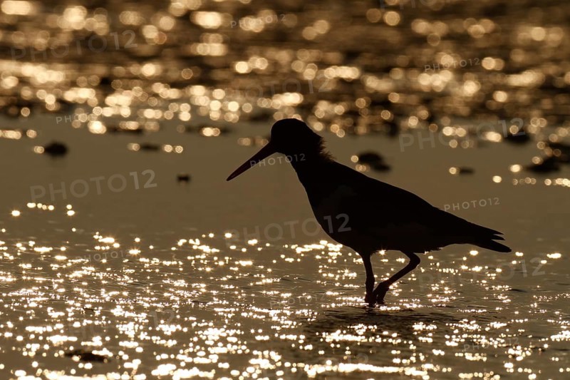 Eurasian oystercatcher (Haematopus ostralegus), adult bird backlit in the water, Lower Saxony Wadden Sea National Park, East Frisian Islands, Lower Saxony, Germany, Europe