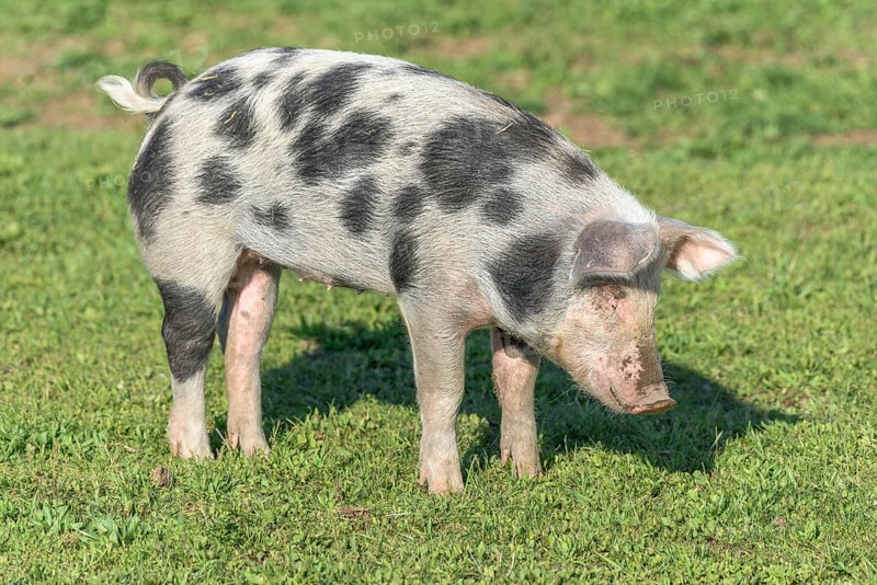 Dwarf pig in a pen in the spring. Alsace, France, Europe