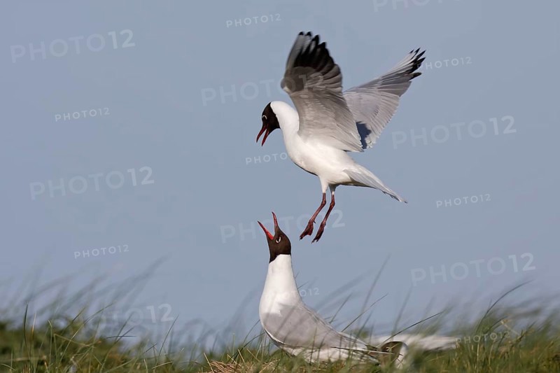 Black-headed Black-headed Gull (Chroicocephalus ridibundus), pair mating in the breeding colony, Lower Saxon Wadden Sea National Park, East Frisian Islands, Lower Saxony, Germany, Europe