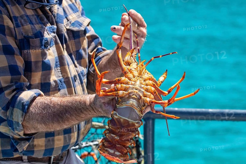 Hummer (Homarus), Bootsfahrt, Akaroa, Banks Peninsula, Canterbury, Neuseeland