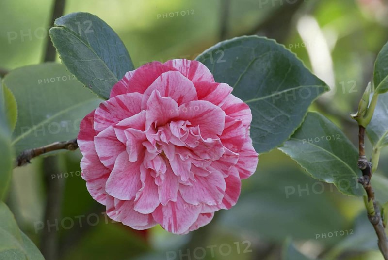 Camellia (Camellia japonica) 'Moshio', blossom
