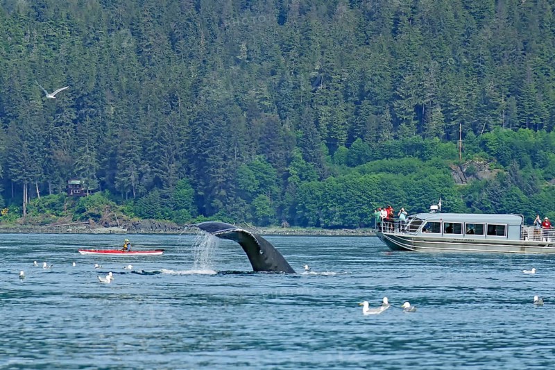Descending humpback whale in front of small kayak and tourist boat, Inside Passage, Juneau, Alaska, USA, North America