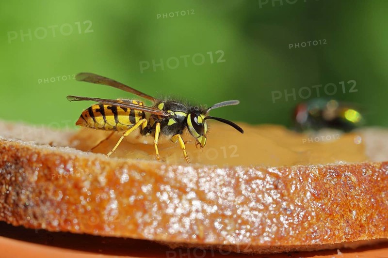 German wasp (Vespula germanica) feeding on a jam sandwich, Wilden, North Rhine-Westphalia, Germany, Europe