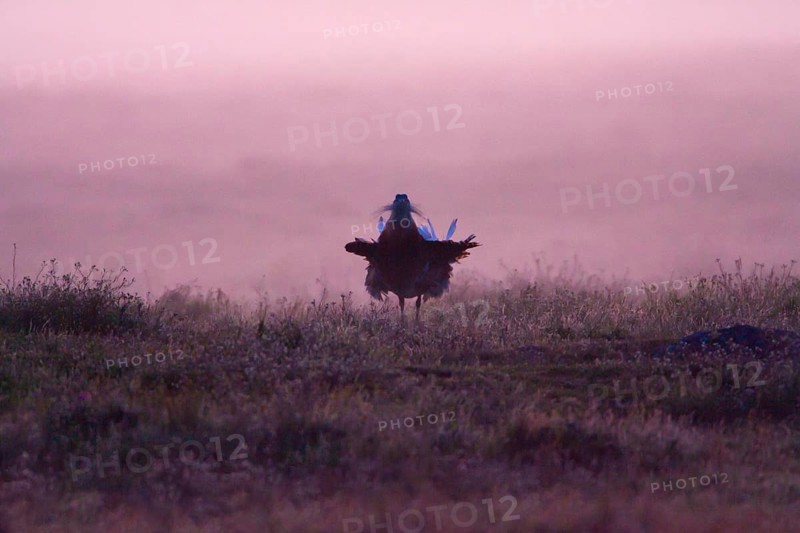 Great bustard (Otis tarda), male, Alentejo, Portugal, Europe