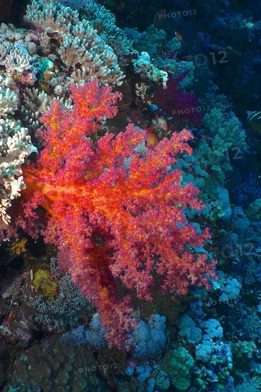 Hemprich's tree coral (Dendronephthya hemprichi), Elphinstone Reef dive site, Egypt, Red Sea, Africa